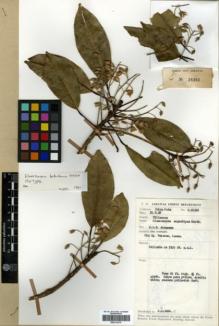 Type specimen at Edinburgh (E). Paie, Ilias: S.26362. Barcode: E00314176.