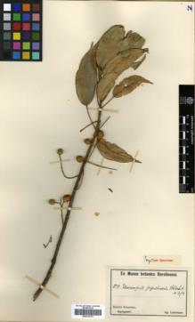 Type specimen at Edinburgh (E). Ledermann, Carl: 8050. Barcode: E00314179.