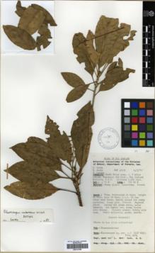 Type specimen at Edinburgh (E). Coode, Mark; Sands, Martin; Lelean, Yakas: NGF46125. Barcode: E00314180.