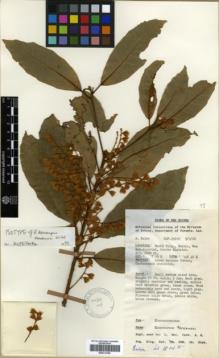 Type specimen at Edinburgh (E). Kairo, Aubita: NGF.35810. Barcode: E00314182.