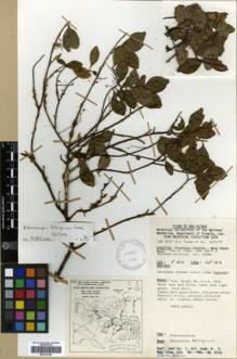 Type specimen at Edinburgh (E). Vinas, N.: LAE 59347. Barcode: E00314184.
