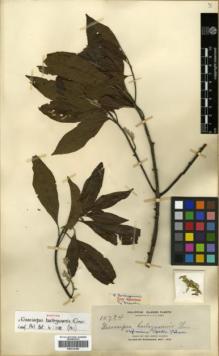 Type specimen at Edinburgh (E). Elmer, Adolph: 10734. Barcode: E00314188.