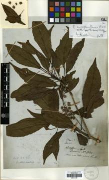 Type specimen at Edinburgh (E). Cuming, Hugh: 1783. Barcode: E00314192.