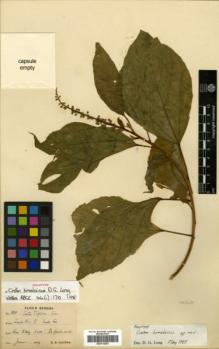 Type specimen at Edinburgh (E). Haines, Henry Haselfoot: 828. Barcode: E00314203.