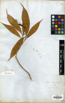 Type specimen at Edinburgh (E). Wallich, Nathaniel: 8001. Barcode: E00314205.