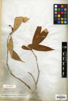 Type specimen at Edinburgh (E). Wallich, Nathaniel: 8001. Barcode: E00314206.