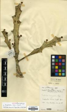 Type specimen at Edinburgh (E). Lace, John: 2920. Barcode: E00314208.