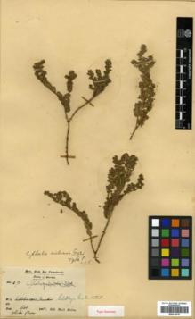 Type specimen at Edinburgh (E). Mokim, Shaik: 370. Barcode: E00314210.