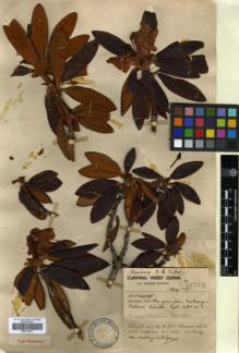Type specimen at Edinburgh (E). Forrest, George: 14718. Barcode: E00314211.