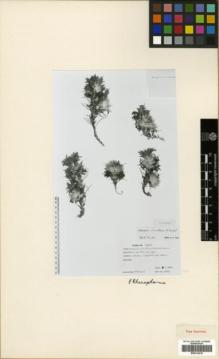 Type specimen at Edinburgh (E). Sumbul, Hüseyin: 2712. Barcode: E00314219.