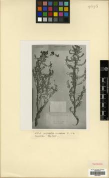 Type specimen at Edinburgh (E). Hohenacker, Rudolph: 1258. Barcode: E00314228.