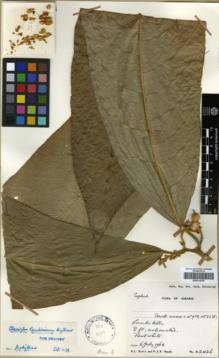 Type specimen at Edinburgh (E). Burtt, Brian; Woods, Patrick: 2426. Barcode: E00314235.