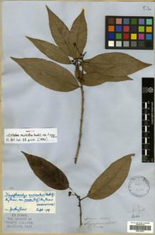 Type specimen at Edinburgh (E). Lobb, Thomas: 304. Barcode: E00314237.