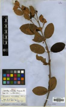 Type specimen at Edinburgh (E). Lobb, Thomas: 33. Barcode: E00314256.
