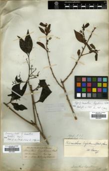 Type specimen at Edinburgh (E). Hooker, Joseph; Thomson, Thomas: . Barcode: E00314262.