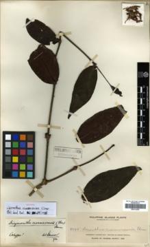 Type specimen at Edinburgh (E). Elmer, Adolph: 9525. Barcode: E00314265.