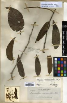 Type specimen at Edinburgh (E). Elmer, Adolph: 11817. Barcode: E00314268.