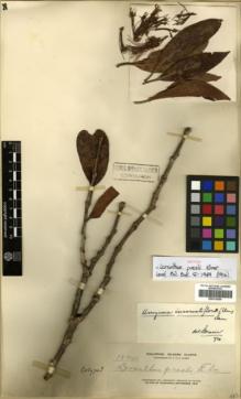 Type specimen at Edinburgh (E). Elmer, Adolph: 13741. Barcode: E00314269.