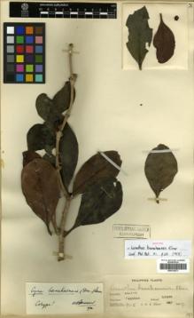 Type specimen at Edinburgh (E). Elmer, Adolph: 9115. Barcode: E00314271.
