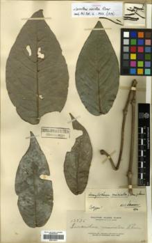 Type specimen at Edinburgh (E). Elmer, Adolph: 13276. Barcode: E00314274.