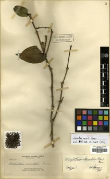 Type specimen at Edinburgh (E). Elmer, Adolph: 10617. Barcode: E00314275.