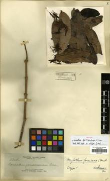Type specimen at Edinburgh (E). Elmer, Adolph: 11304. Barcode: E00314276.