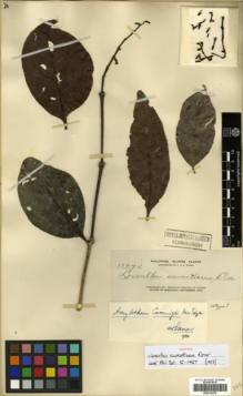 Type specimen at Edinburgh (E). Elmer, Adolph: 13774. Barcode: E00314278.