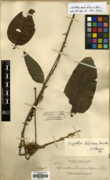 Type specimen at Edinburgh (E). Elmer, Adolph: 14156. Barcode: E00314279.
