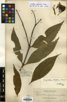 Type specimen at Edinburgh (E). Elmer, Adolph: 13405. Barcode: E00314280.