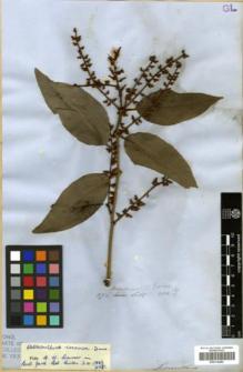 Type specimen at Edinburgh (E). Lobb, Thomas: 372. Barcode: E00314282.