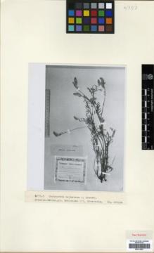 Type specimen at Edinburgh (E). Grossheim, Alexander: . Barcode: E00314287.