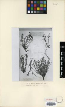 Type specimen at Edinburgh (E). Alboff, Nikolai Michailovich: . Barcode: E00314289.