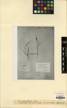 Type specimen at Edinburgh (E). Meyer, F.N.: 189. Barcode: E00314291.
