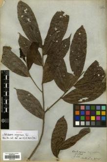 Type specimen at Edinburgh (E). Wallich, Nathaniel: 8575. Barcode: E00314306.