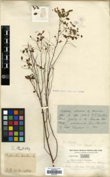 Type specimen at Edinburgh (E). Buchanan-Hamilton, Francis: 2084. Barcode: E00314316.