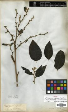 Type specimen at Edinburgh (E). Wallich, Nathaniel: 7852. Barcode: E00314324.