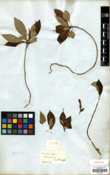 Type specimen at Edinburgh (E). Wallich, Nathaniel: 1510. Barcode: E00314328.