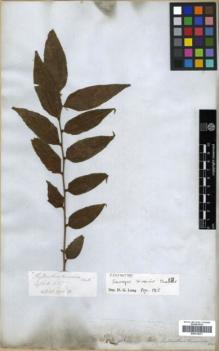 Type specimen at Edinburgh (E). Wallich, Nathaniel: 7822.B. Barcode: E00314331.
