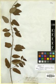 Type specimen at Edinburgh (E). Wallich, Nathaniel: 7913.A. Barcode: E00314334.