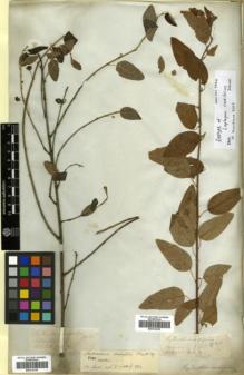 Type specimen at Edinburgh (E). Wallich, Nathaniel: 7913.A. Barcode: E00314335.