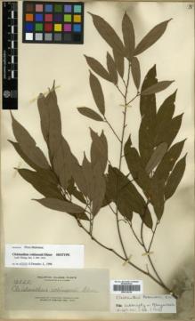 Type specimen at Edinburgh (E). Elmer, Adolph: 12540. Barcode: E00314339.