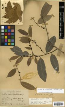 Type specimen at Edinburgh (E). Haviland, George; Hose, Charles: 3580. Barcode: E00314342.
