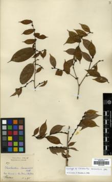 Type specimen at Edinburgh (E). Hose, Charles: 571. Barcode: E00314345.