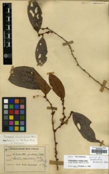 Type specimen at Edinburgh (E). Scortechini, Benedetto: 1822. Barcode: E00314346.