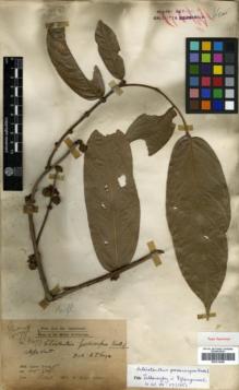 Type specimen at Edinburgh (E). Dr G. King's Collector: 3277. Barcode: E00314349.