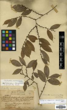 Type specimen at Edinburgh (E). Dr G. King's Collector: 6619. Barcode: E00314350.