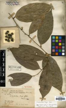 Type specimen at Edinburgh (E). Dr G. King's Collector: 3064. Barcode: E00314352.