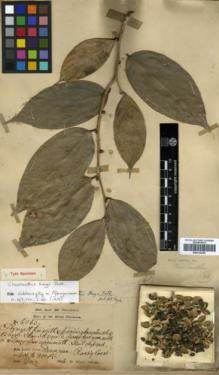 Type specimen at Edinburgh (E). Dr G. King's Collector: 6863. Barcode: E00314354.