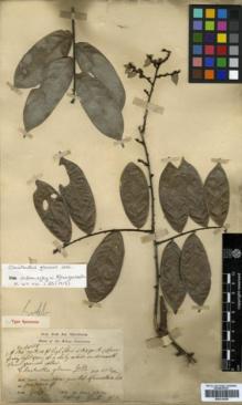 Type specimen at Edinburgh (E). Dr G. King's Collector: 4526. Barcode: E00314358.
