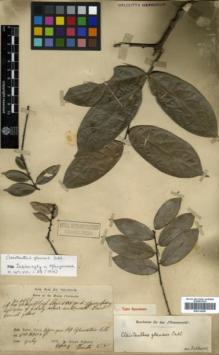 Type specimen at Edinburgh (E). Dr G. King's Collector: 4526. Barcode: E00314360.